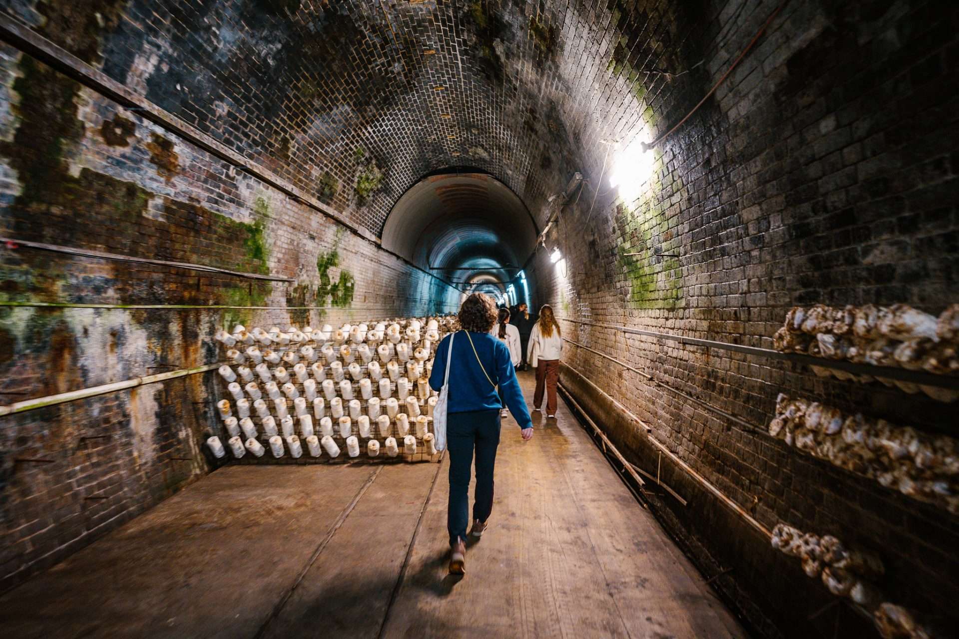 Exotic Mushroom Tunnel Tour – Southern Highlands | Coach Holidays & Tours