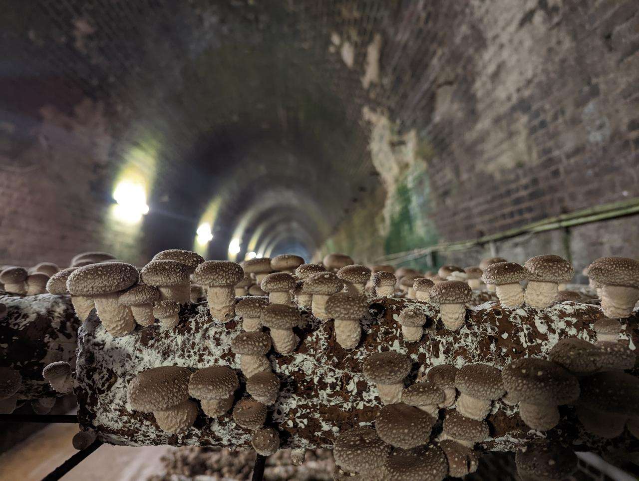 Exotic Mushroom Tunnel Tour – Southern Highlands | Coach Holidays & Tours