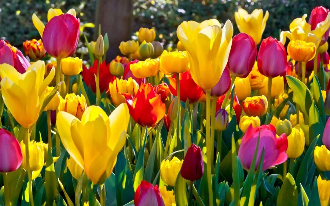 Tulip Top Gardens Festival 2026