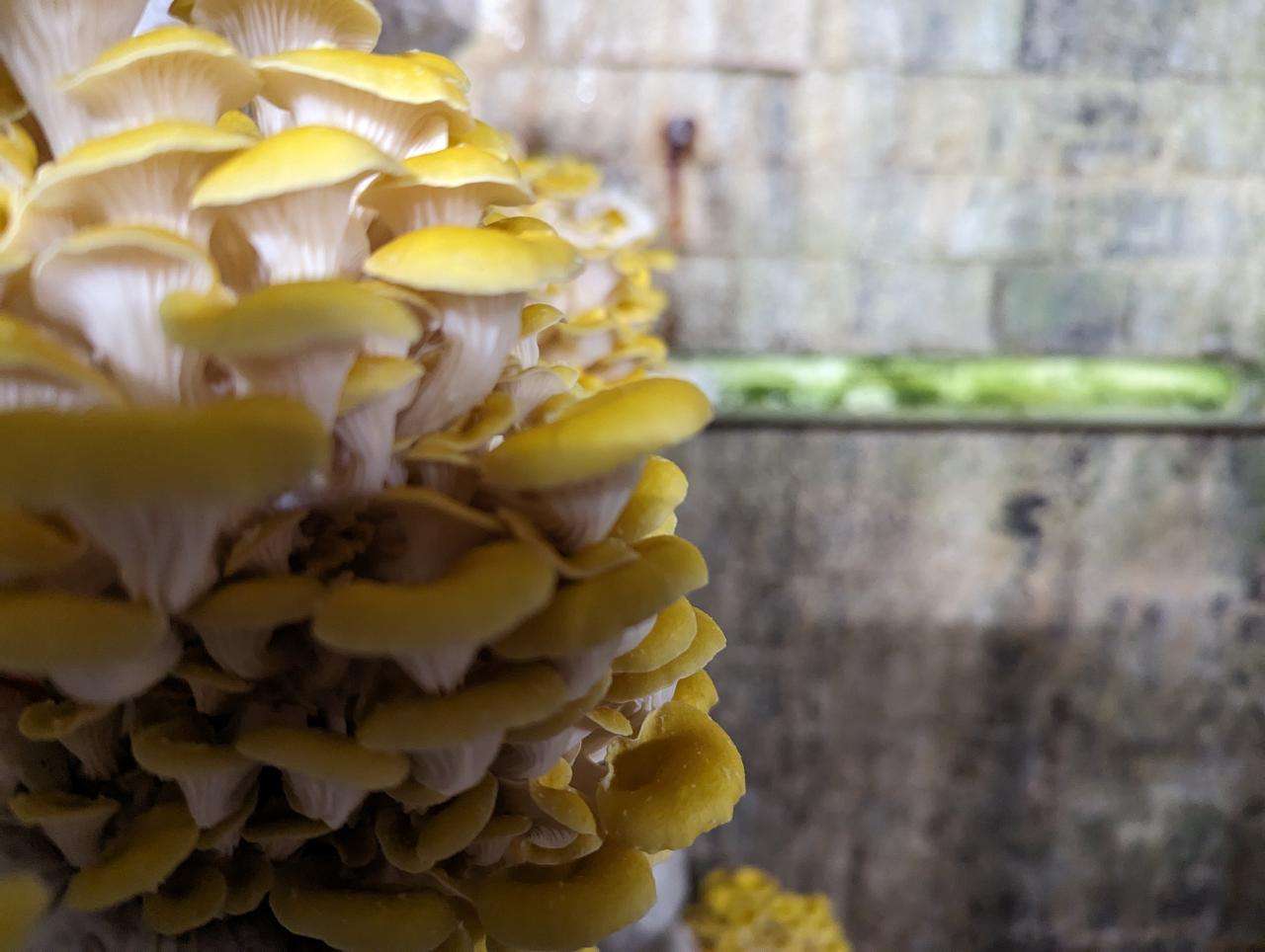 Exotic Mushroom Tunnel Tour – Southern Highlands | Coach Holidays & Tours